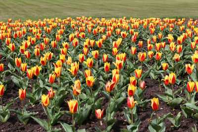 View of orange tulips growing on field