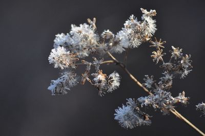 View of plant life with frost