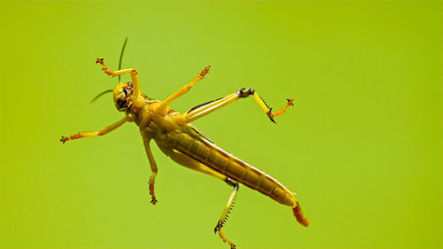 Close-up of insect