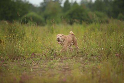 View of a dog on field