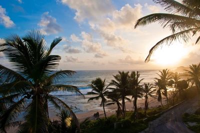Palm trees on beach against sky during sunset