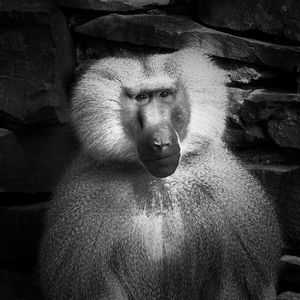 Portrait of monkey