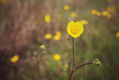 Close-up of yellow flower