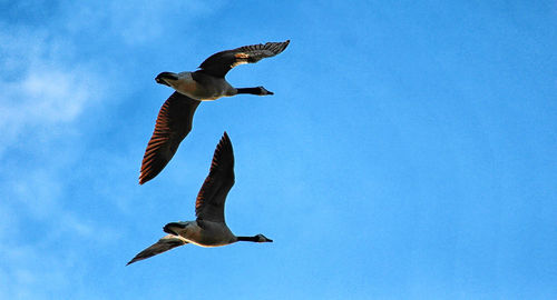 Low angle view of seagull flying against sky