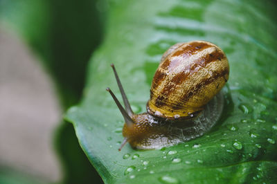 Close-up of snail on leaf