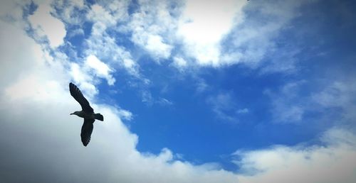 Low angle view of bird flying in sky