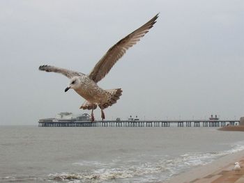 Bird flying over sea against clear sky