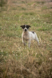 Portrait of dog on field