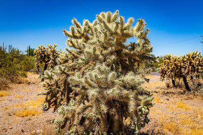 Cactus plant growing on field against clear blue sky