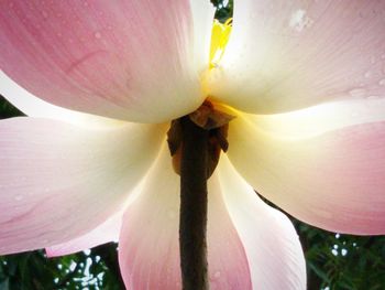 Macro shot of pink flower