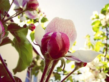 Close-up of pink flowers