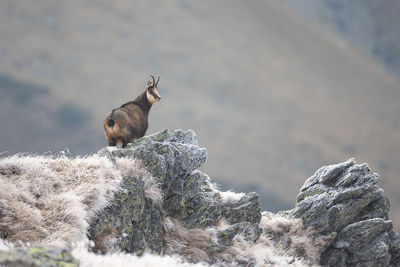 Chamois goat rupicapra rupicapra standing on a rock in natural habitat