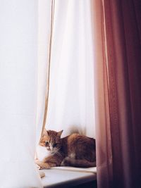 Portrait of cat peeking through window