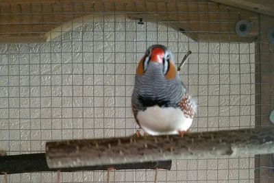 Birds on brick wall