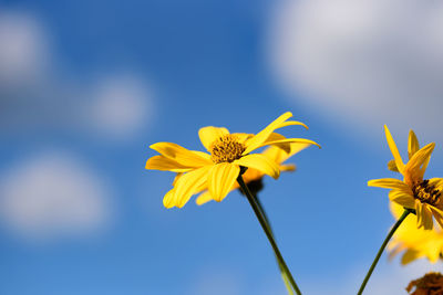 Close-up of yellow flower