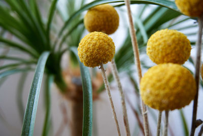 Close-up of craspedia in front of ponytail palm