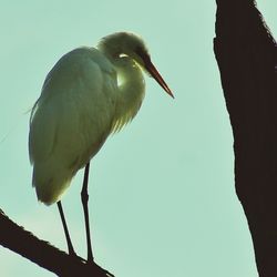 Low angle view of bird perching on pole