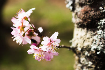 Close-up of pink cherry blossoms