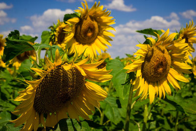 Close-up of sunflowers blooming against sky