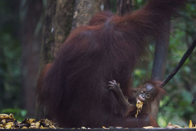 Monkey with infant sitting outdoors