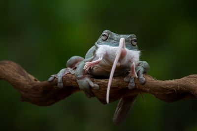 Close-up of monkey on branch