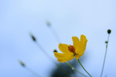 Close-up of yellow cosmos flower against sky