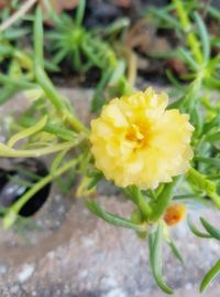 Close-up of yellow flower blooming outdoors