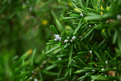 Close-up of green plant