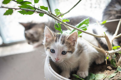 Portrait of kitten on potted plant