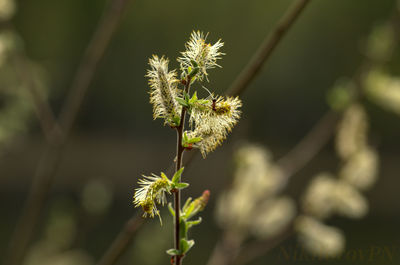 Close-up of flowering plant