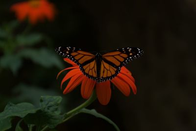 Close-up of butterfly pollinating on flower