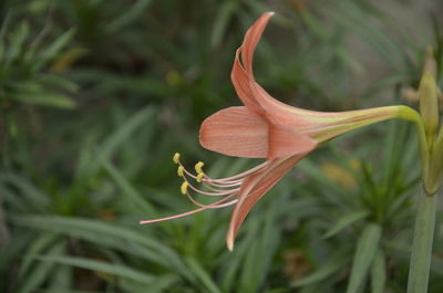 Close-up of red lily on plant