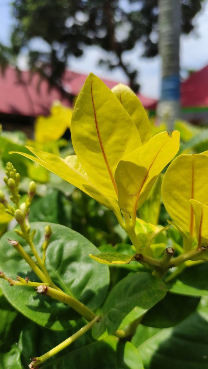 CLOSE-UP OF YELLOW FLOWER PLANT LEAVES