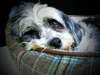 Close-up of dog relaxing on black background