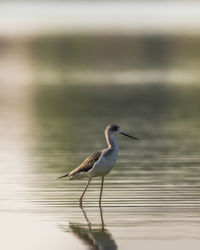 Bird perching on a lake