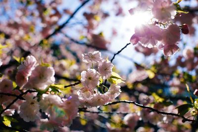 Low angle view of cherry blossoms in spring