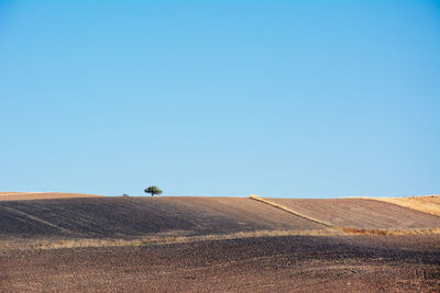 Scenic view of agricultural field against clear blue sky