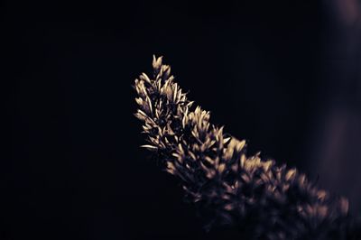 Close-up of flower over black background