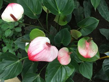 Close-up of pink flowers