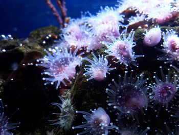 Close-up of jellyfish in sea