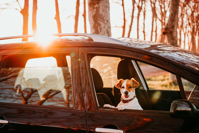 Portrait of dog sitting in car