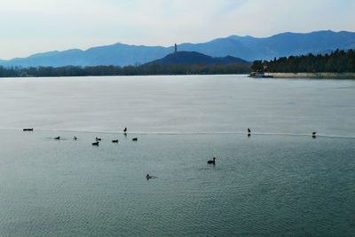 Birds swimming in lake against sky