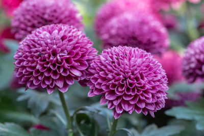 Close-up of pink dahlia flowers