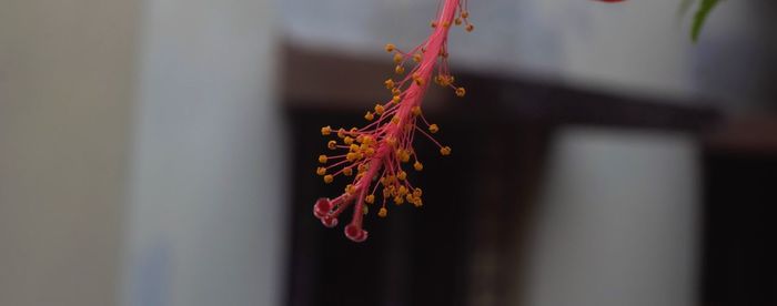 Close-up of maple leaf on tree during autumn