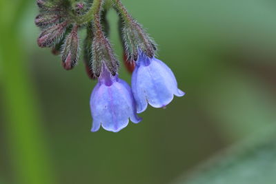 Close-up of purple flower