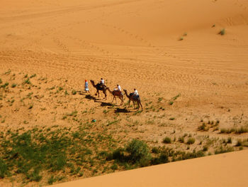 People riding on camels at desert