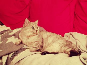 Portrait of cat relaxing on sofa