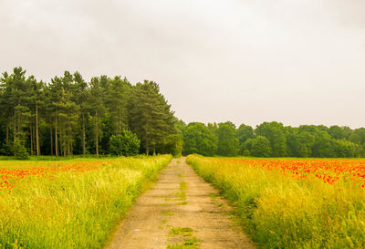 Footpath amidst trees on field against sky