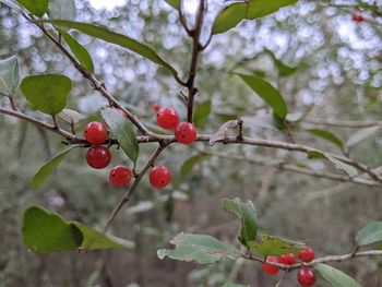 fruit