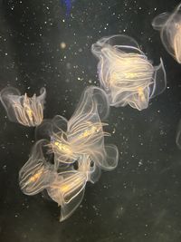 jellyfish